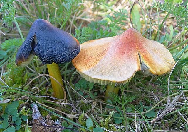 Funghi degli areali esposti